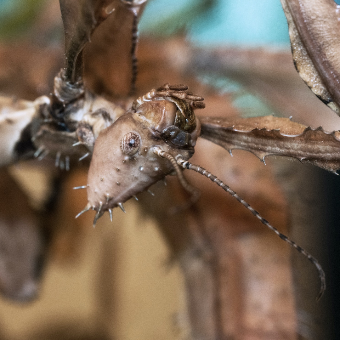 Img - Crab